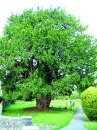 Yew Tree at All Saints'